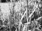 Wild grasses in a Cornish field