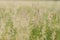 Wild grasses in grass in summer field, close up. Atmospheric moment. Wildflower in sunny evening meadow. Rural simple life, floral