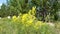 Wild grasses. Mixed grass. Summer sunny day.