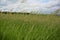 Wild Grasses and Sky 2