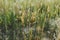 Wild grasses in summer meadow. Grasslands in evening countryside. Floral wallpaper