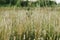 Wild grasses in summer meadow. Grasslands in evening countryside. Floral wallpaper