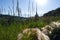 Wild grasses tousled in the high Rockies surrounded forested peaks bordering a high alpine valley in the southern United States