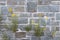 Wild grasses with yellow flowers growing out of crevices or cracks over old rock walls