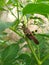 wild grasshopper, typical in the hinterland of CearÃ¡