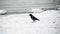 A wild, gray crow walks along the seashore, covered with an ice crust. Hungry bird is trying to find feed. Frosty weather. Close