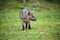 Wild gray fox on the grass