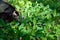 Wild gray owl sleeping in the lilies of the valley