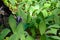 Wild gray owl sleeping in the lilies of the valley