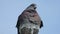 Wild gray pigeon bird sitting in concrete slab looks