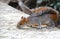 Wild gray squirrel of the chapultepec forest, mexico city. II