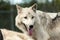 Wild gray wolf closeup