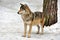 Wild gray wolf in winter forest