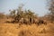 wild grazing wildebeests Kruger park, South Africa