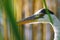 Wild great blue heron portrait