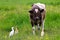 Wild great egret heron Ardea alba and cattle egret Bubulcus ibis standing closely to domestic cow. Friendship between wild and