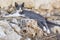 Wild greece street cat lying on ancient ruins, two color kitten, gray and white