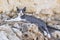 Wild greece street cat lying on ancient ruins, two color kitten, gray and white