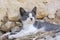 Wild greece street cat lying on ancient ruins, two color kitten, gray and white