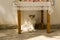 Wild greece street cat sits under the table in sulight, white lazy cat