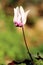 Wild Greek cyclamen