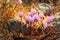Wild greek cyclamen flowers growing on stones, early spring