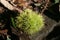 Wild green barbed chestnut.