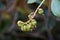Wild green berries, Byrsonima spicata
