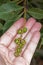 Wild green berries, Byrsonima spicata, on hand