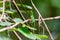 Wild green crested lizard sitting on the tree in the Mulu national park