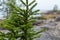 Wild green fir tree close up in northern forest with grey stones finnish nature background