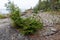 Wild green fir tree close up in northern forest with grey stones finnish nature background