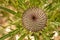 Wild Green Flower Cirsium Eriophorum Wooly Thistle