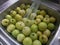 Wild green forest apples in a stainless steel sink