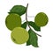 Wild green fresh unripe apples vector flat drawing isolated