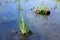 Wild green grass growth in the water on bright blue sky reflection background. New wild plant grow in mood, in field