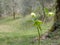 Wild green hellebore flowers aka Lenten rose, in natural setting. Spring flowers.