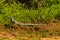 Wild green iguana close up in the nature habitat. Wild brasil, brasilian wildlife, pantanal, green jungle, iguana iguana