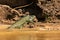 Wild green iguana close up in the nature habitat. Wild brasil, brasilian wildlife, pantanal, green jungle, iguana iguana