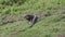 Wild green iguana in nature eating green grass