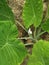 wild green leaf of the giant philodendron plant.