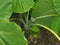 wild green leaf of the giant philodendron plant.