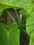 wild green leaf of the giant philodendron plant.