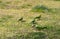 Wild green lovebirds Agapornis camouflaged on the grass of a city park.