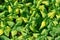 Wild green nettles in bright light above view