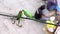 WIld green parrot Rose-Ringed Parakeet, Psittacula Krameri in Varanasi, India, 4K footage video