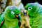 Wild Green parrots talking closeup in Peruvian Amazon Iquitos