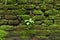 Wild green plant growing on green moss on brick wall