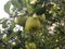Wild green quince on the tree