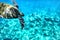 Wild green turtle diving in blue ocean waters of Hawaii. Turquoise sea background, natural wildlife